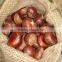Organic Fresh Chestnut for sale