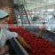 tomato paste with good quality fresh tomato paste