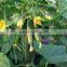 High Yield Mini Cucumber Hybrid Seeds For Cultivation-Europa No.1 F1