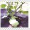 with UV HDPE agricultural ground cover