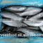 2017 new arrived land frozen fish bonito tuna for sale