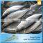 2016 Best Sale Frozen Sarda Sell Fresh Tuna Fish