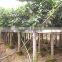 ficus benghalensis