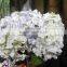 plastic artificial flowers artificial hydrangea flower