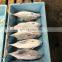 IQF Frozen Skipjack Tuna Whole Round for Processing