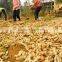 Excellent Quality Fresh Ginger, Ginger Viet Nam 2014 - 2015