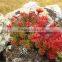 High Quality Natural Rhodiola Rosea Extract/Rhodiola Rosea Extract Powder/Rhodiola Rosea Powder