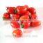 F1 Hybrid Cherry Tomato Seeds Supplied Roma VF Tomato Seeds