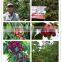 100% Water Soluble Fertilizer With Humic Acid 15-10-20
