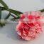 Provide Carnation flower fresh cut carnation from Kunming