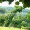 2017 hot sale manufacturer artificial grass animal topiary animal