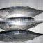 Skipjack tuna