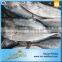 Natural Food Sea Frozen Sarda Tuna Fish