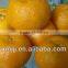 Yongchun Mandarin Oranges