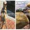 Wholesale Best Selling Pet  Leather Dog Harness Search and Rescue Dog  Harness