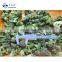 Sinocharm BRC-A approved New Crop IQF Broccoli Cut 3-5cm Frozen Broccoli