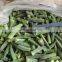 New Arrival Bulk IQF Frozen Vegetables Okra with stem