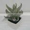 Best selling high simulation tropical plants artificial mini cactus plant