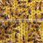 Multiflora honey in bulk or bottle packaging