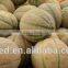 thin stripe sweet cantaloupe seed for sale