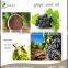best selling products: Pure Grape Seed Oil Low Price Refined base oil for health product