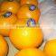 Kino kinnow Mandarin Tangerine Orange Citrus fruit from Pakistan