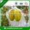 Cheap Lemon Bags/ Fruit Growing Protection Bag / Nonwoven Packing Bag/Fruit Cover Bag