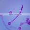 Microscope Plant Slides , Leaf Flower Prepared Slides, HOT SALE Prepared Slides