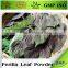 professional supplier pure organic Folium perilla leaf powder