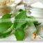 Natural Sweetner Stevia Extract Dispensers