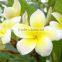 Yellow flowers Plumeria rubra L. cv. Acutifolia
