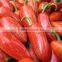 Search products Jalapeno peppers buy wholesale from china