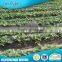 New Product Distributor Wanted Fabric Rolls Weed Control Agriculture Nonwovens
