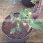 tomato grow pot smart pot non woven plant bag (1 gal to 1200 gal)