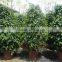 Ficus benjamina tower shape
