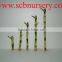 Lucky bamboo straight bamboo Dracaena Sanderiana