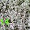 Succulent Plant Kalanchoe Eriophylla ' Snow'