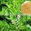 Glycyrrhiza Glabra