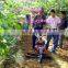 walking tractor implements/walk behind tractor/ farm walking tractor
