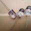 585nm 10mm round led amber color Led diode