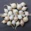 WHITE FRESH HIGH QUALITY GARLIC VIETNAM