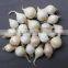 VIETNAM FRESH WHITE GARLIC OF NEW CROP 2016