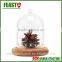 Bell Jar With Wooden Base Clear Glass Dome Stand