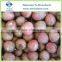 Best Quality Frozen Lychee Fruit