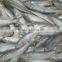 Frozen Sardine Whole Round
