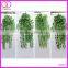Hot Selling Evergreen Ornamental Outdoor Foliage Plants