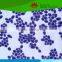 High quality Individual microbiology type microscope prepared slides