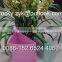 plasticor tree guards PP corflute collapsible flower protector