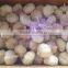 China fresh normal white garlic can provide