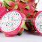 dragon fruits ,wholesale fresh dragon fruits 2016 new crop made in Vietnam